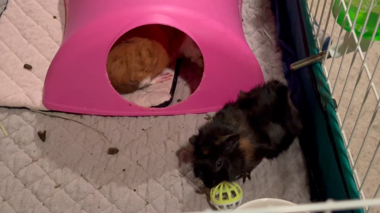Enlarge Parsley and Rusty, a ADOPTABLE mixed breed in Wellington, CO video 2/4