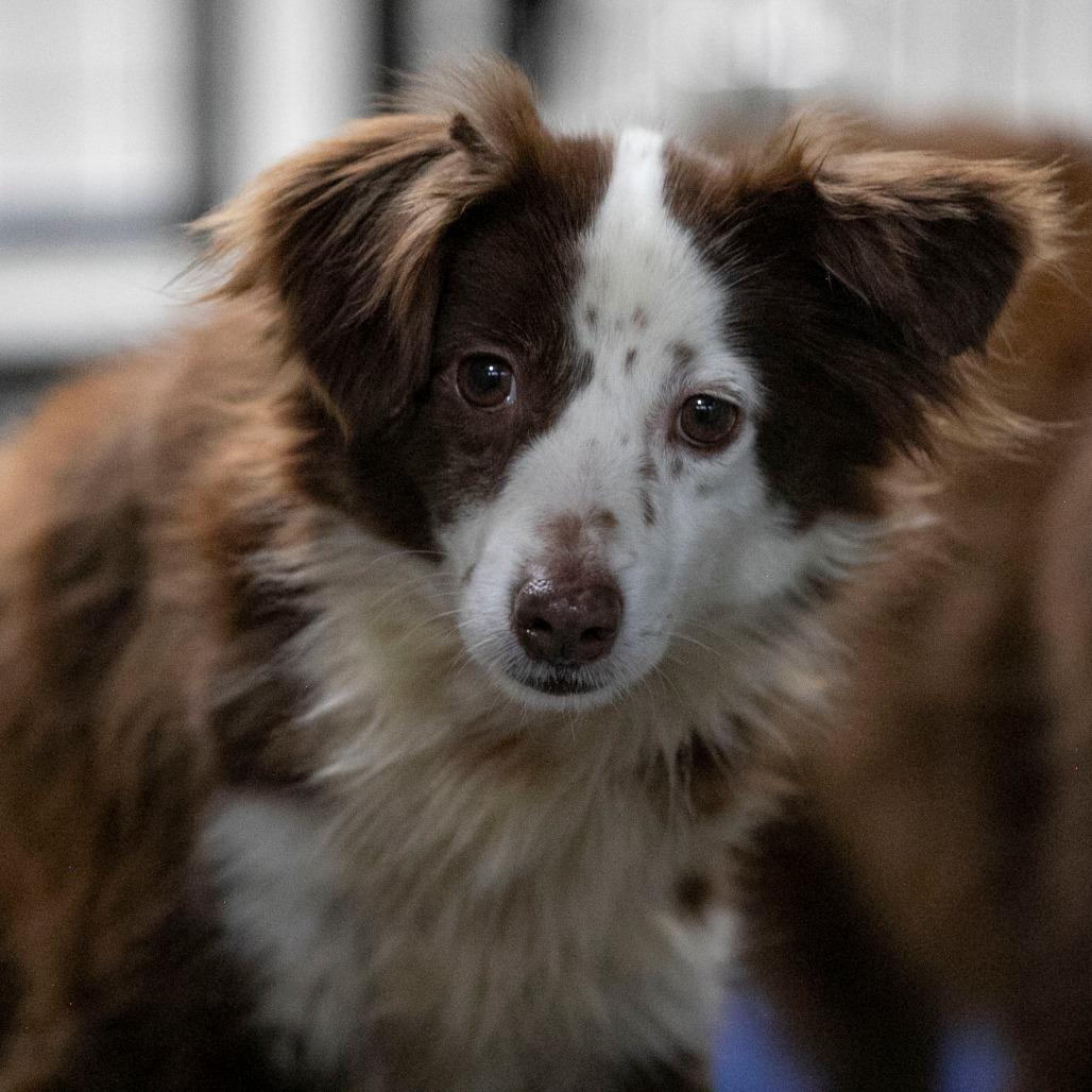Little Girl (MR26-312), Adoptable, Senior Female Australian Shepherd.