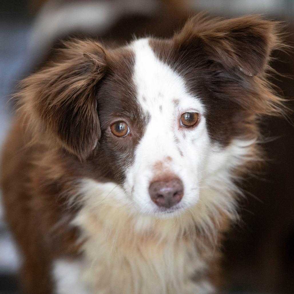 Enlarge Little Girl (MR26-312), a Adoptable Australian Shepherd in Peyton, CO image 2/6