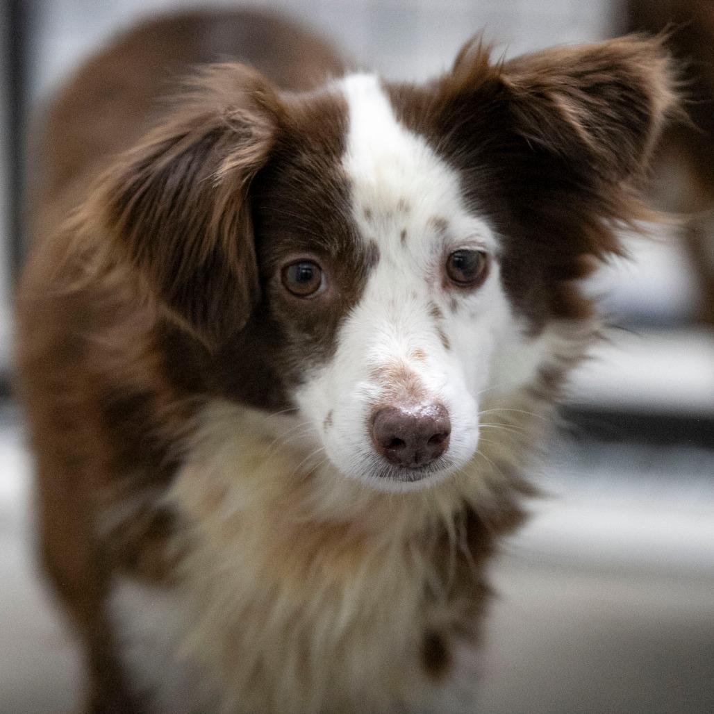 Enlarge Little Girl (MR26-312), a Adoptable Australian Shepherd in Peyton, CO image 3/6