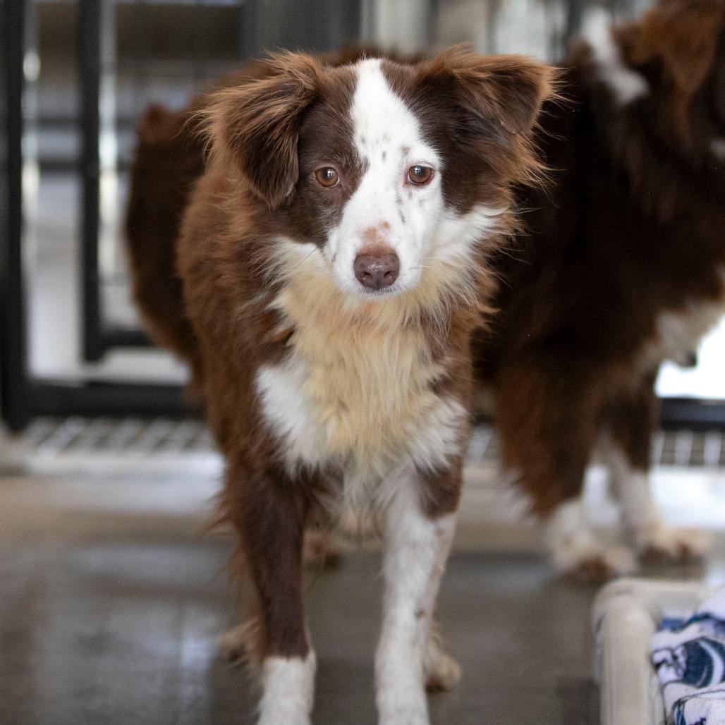Enlarge Little Girl (MR26-312), a Adoptable Australian Shepherd in Peyton, CO image 4/6