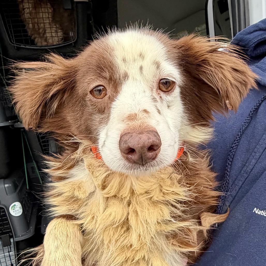 Enlarge Little Girl (MR26-312), a Adoptable Australian Shepherd in Peyton, CO image 5/6
