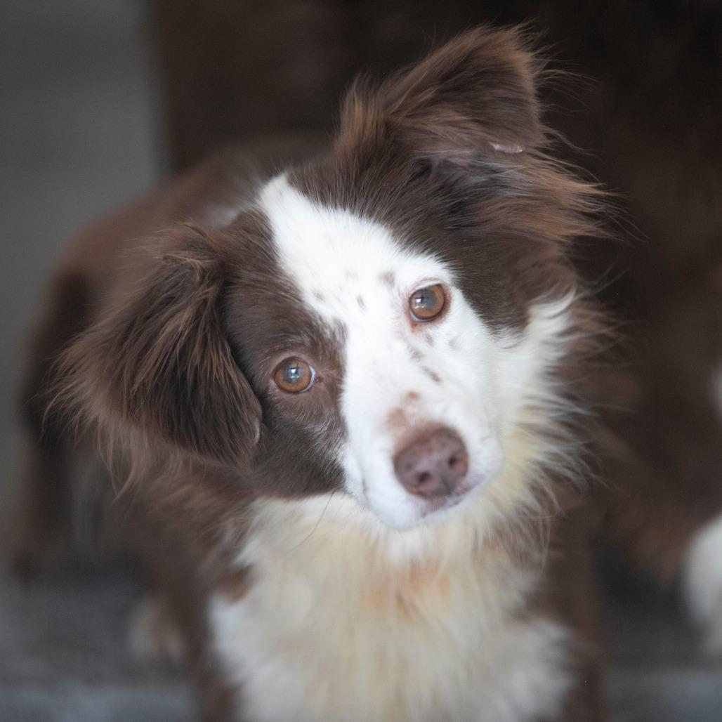 Enlarge Little Girl (MR26-312), a Adoptable Australian Shepherd in Peyton, CO image 6/6