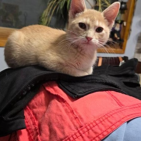 McNugget ADOPTED:), adopted, Kitten Male Tabby.