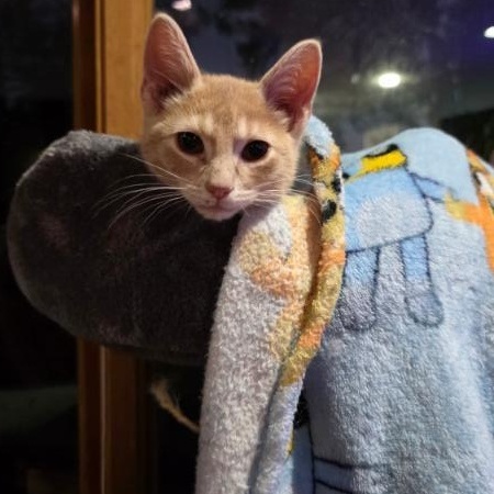 Enlarge McNugget ADOPTED:), an adopted Tabby in Waverly, IA image 2/3