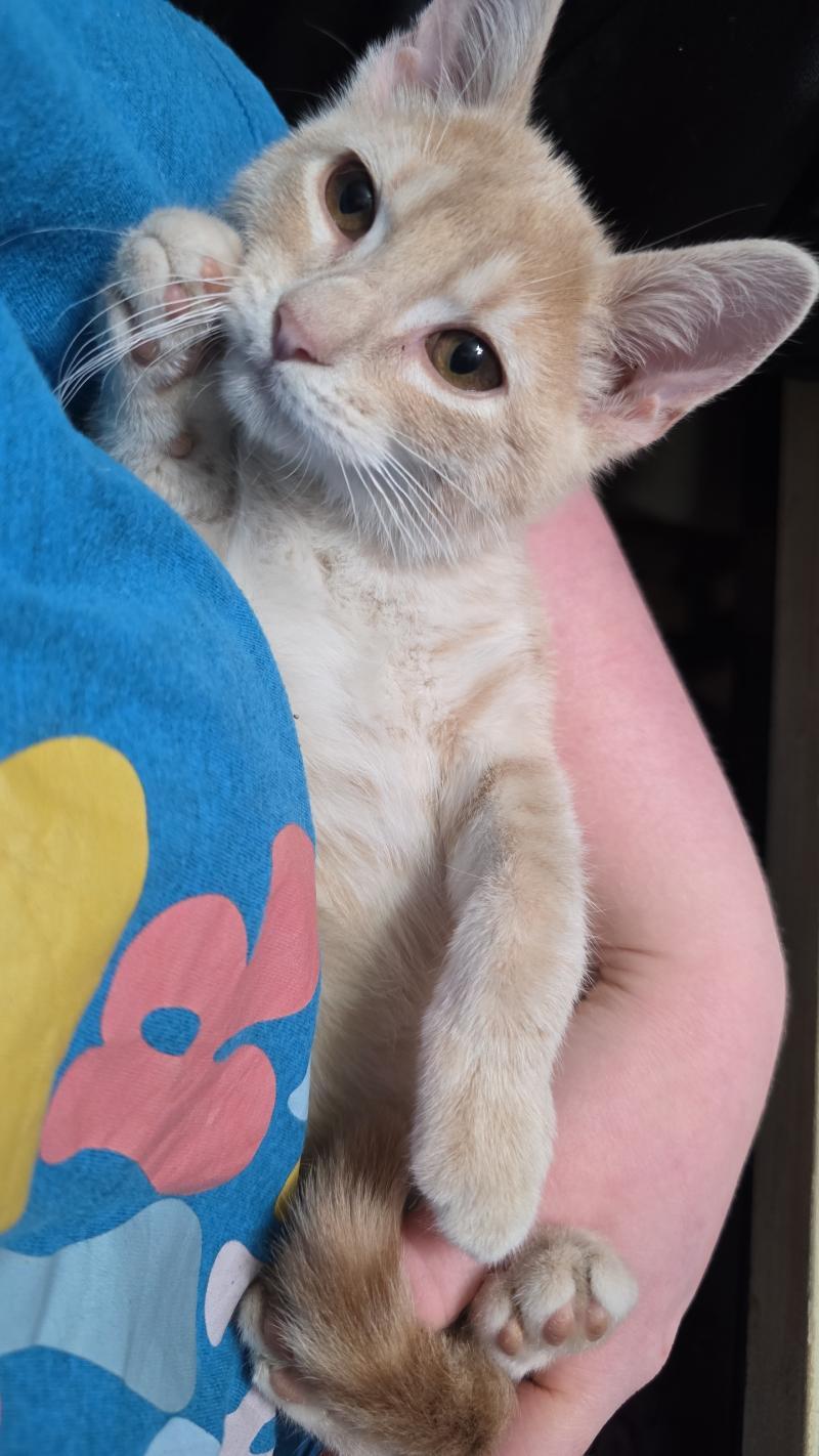 Enlarge McNugget ADOPTED:), an adopted Tabby in Waverly, IA image 3/3