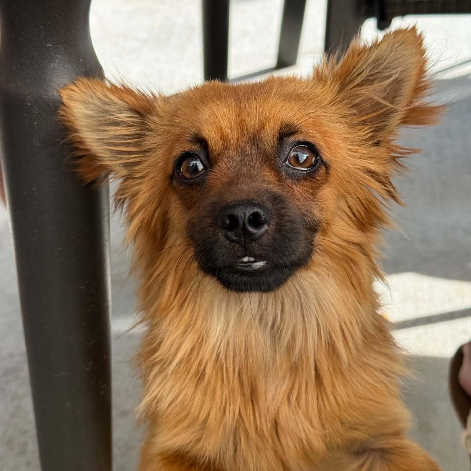 Toast, a ADOPTABLE mixed breed in Mead, CO image 4/4