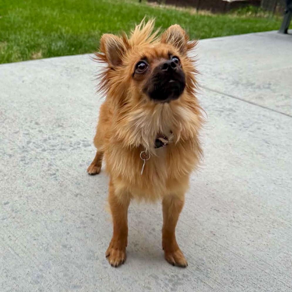 Toast, a ADOPTABLE mixed breed in Mead, CO image 2/4