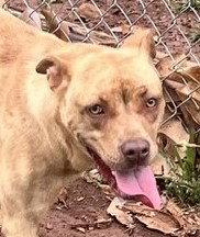 Ripple, Adoptable, Young Female Pit Bull Terrier.
