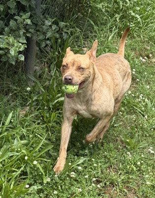Enlarge Ripple, a Adoptable Pit Bull Terrier in Carrollton, GA image 2/3