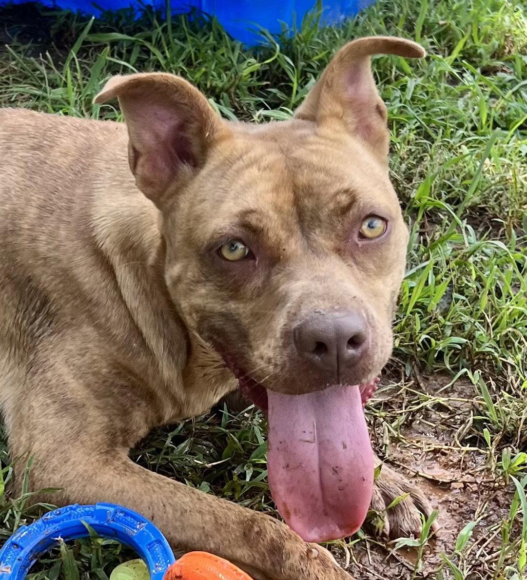 Enlarge Ripple, a Adoptable Pit Bull Terrier in Carrollton, GA image 2/3