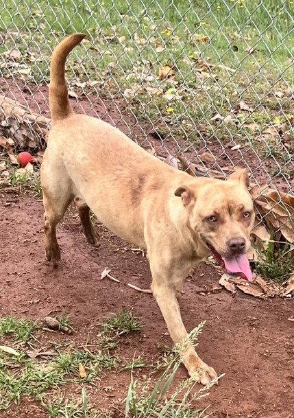 Enlarge Ripple, a Adoptable Pit Bull Terrier in Carrollton, GA image 3/3