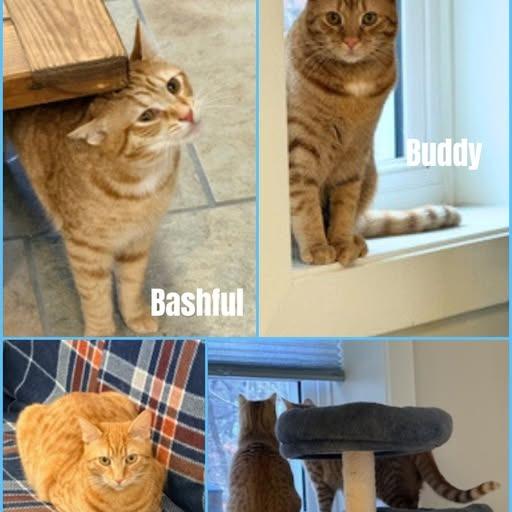 Buddy, Adoptable, Young Male Domestic Short Hair.