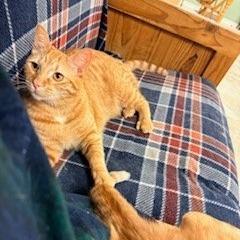 Enlarge Buddy, a Adoptable Domestic Short Hair in Charlottesville, VA image 2/6