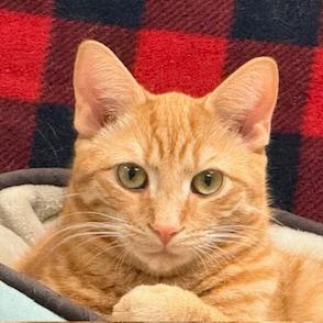 Buddy, Adoptable, Young Male Domestic Short Hair.