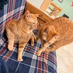 Enlarge Buddy, a Adoptable Domestic Short Hair in Charlottesville, VA image 4/6