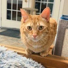 Mango / Buddy, a Adoptable Domestic Short Hair in Charlottesville, VA image 5/6