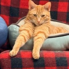 Enlarge Buddy, a Adoptable Domestic Short Hair in Charlottesville, VA image 3/3