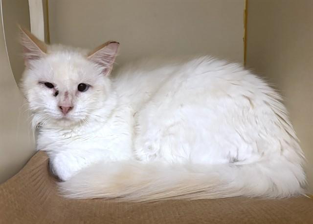 MONTY, Adoptable, Young Male Domestic Long Hair.