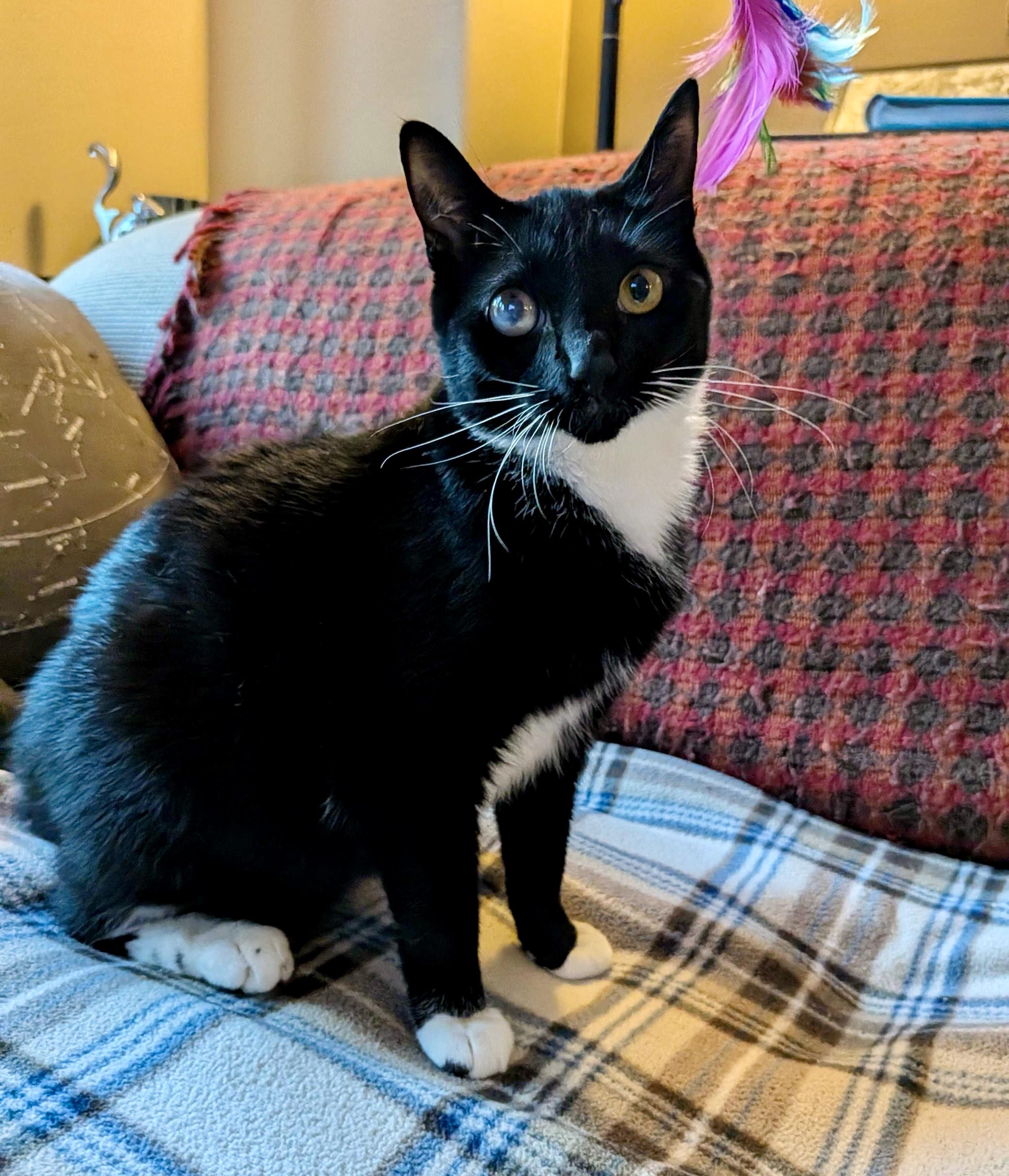 Gabby Thomas, Adoptable, Young Female Domestic Short Hair.