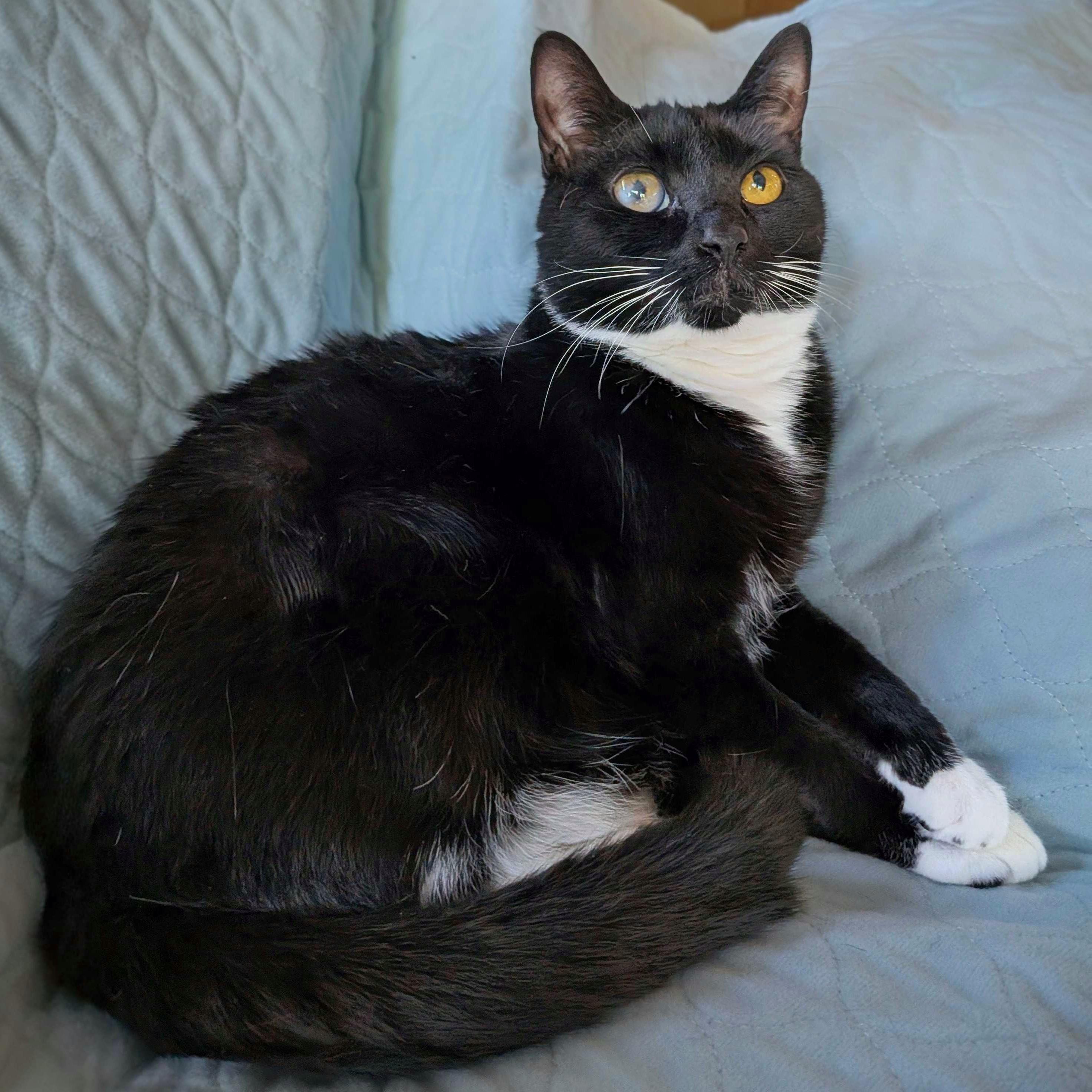 Enlarge Gabby Thomas, a Adoptable Domestic Short Hair in Wilsonville, OR image 2/6