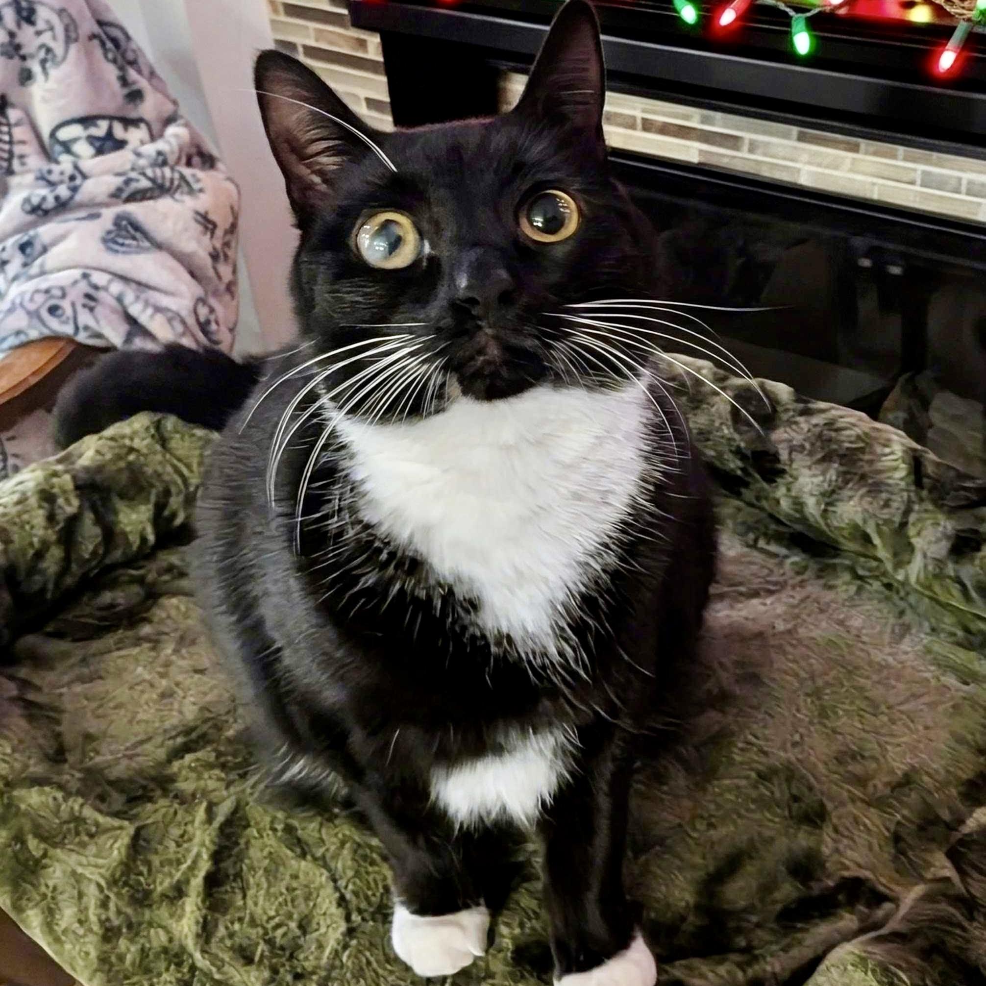 Gabby Thomas, a Adoptable Domestic Short Hair in Wilsonville, OR image 1/5