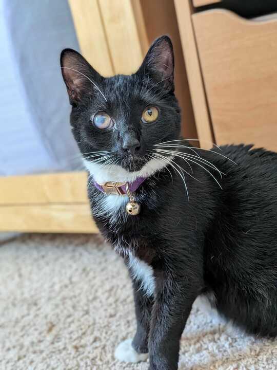 Gabby Thomas, a Adoptable Domestic Short Hair in Wilsonville, OR image 2/6