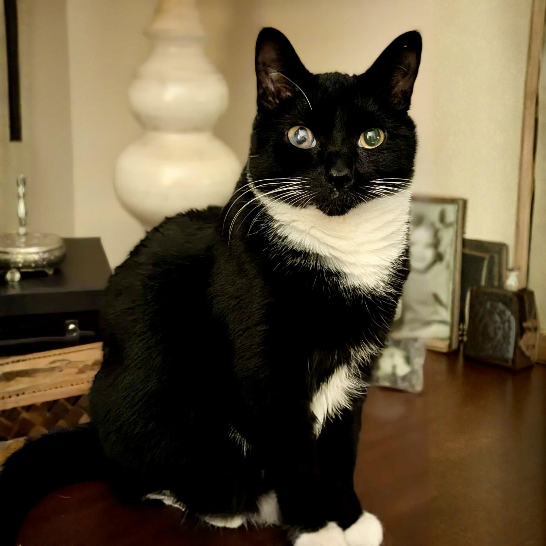 Gabby Thomas, a Adoptable Domestic Short Hair in Wilsonville, OR image 2/5