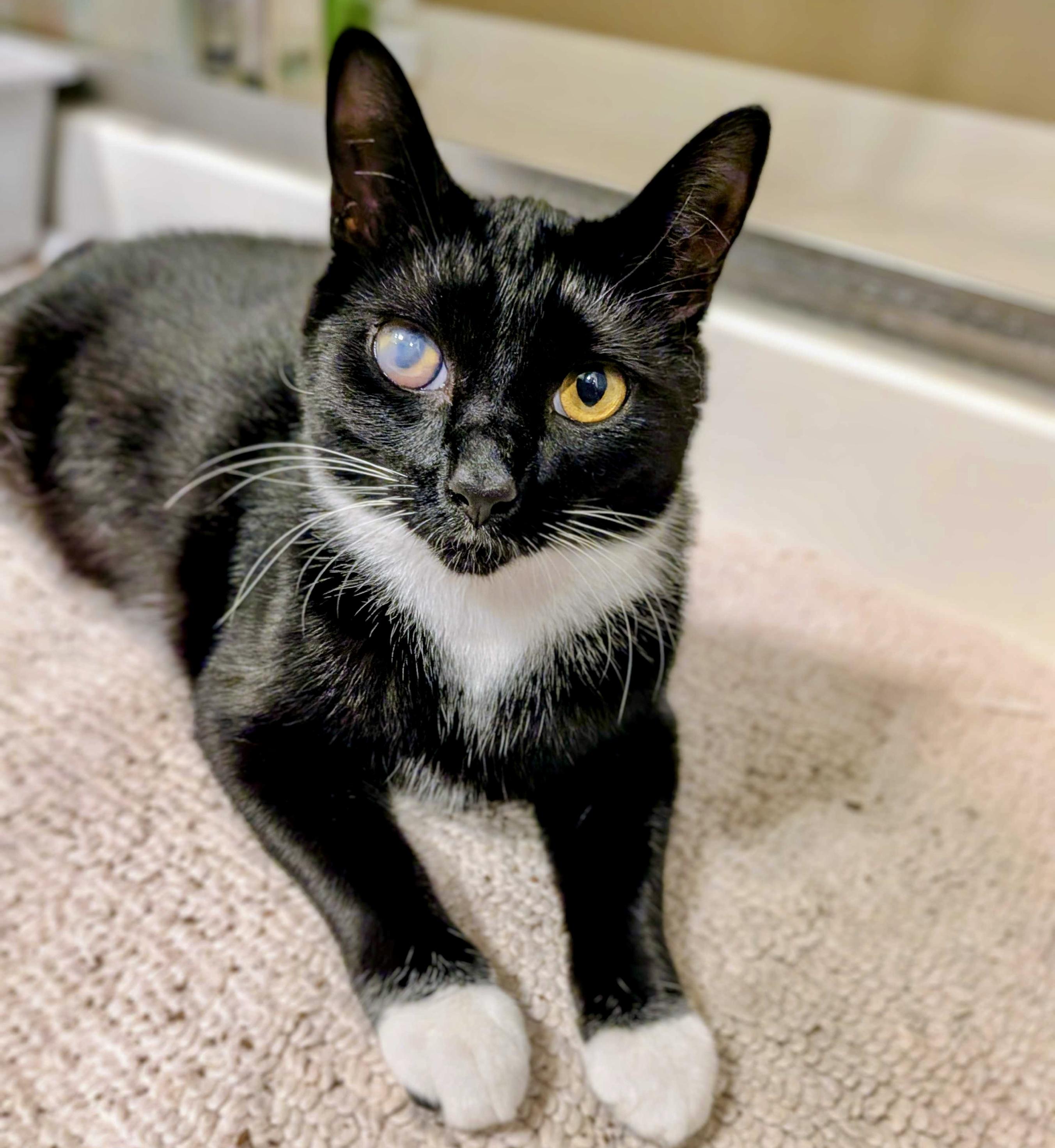 Gabby Thomas, a Adoptable Domestic Short Hair in Wilsonville, OR image 3/6