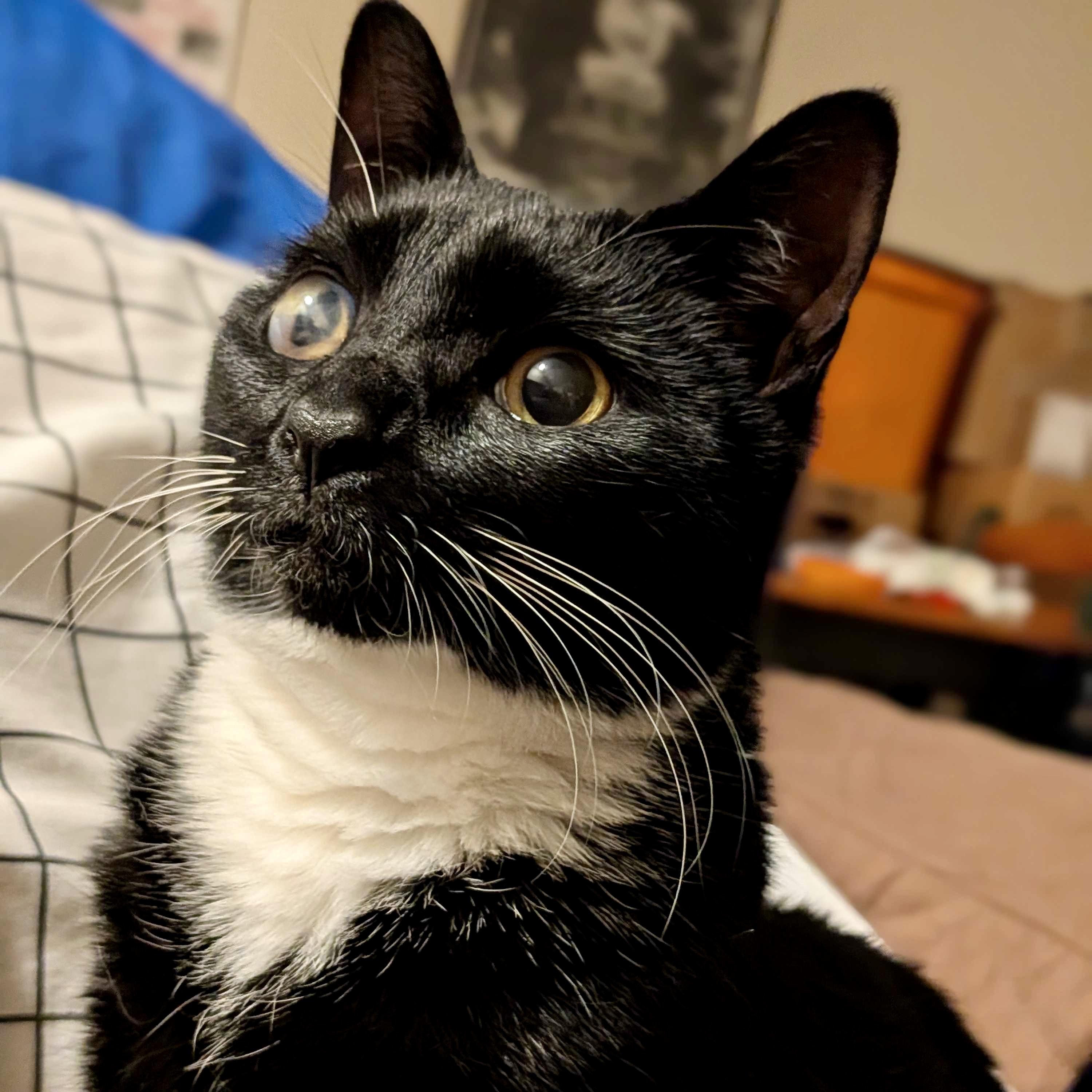 Gabby Thomas, a Adoptable Domestic Short Hair in Wilsonville, OR image 3/5