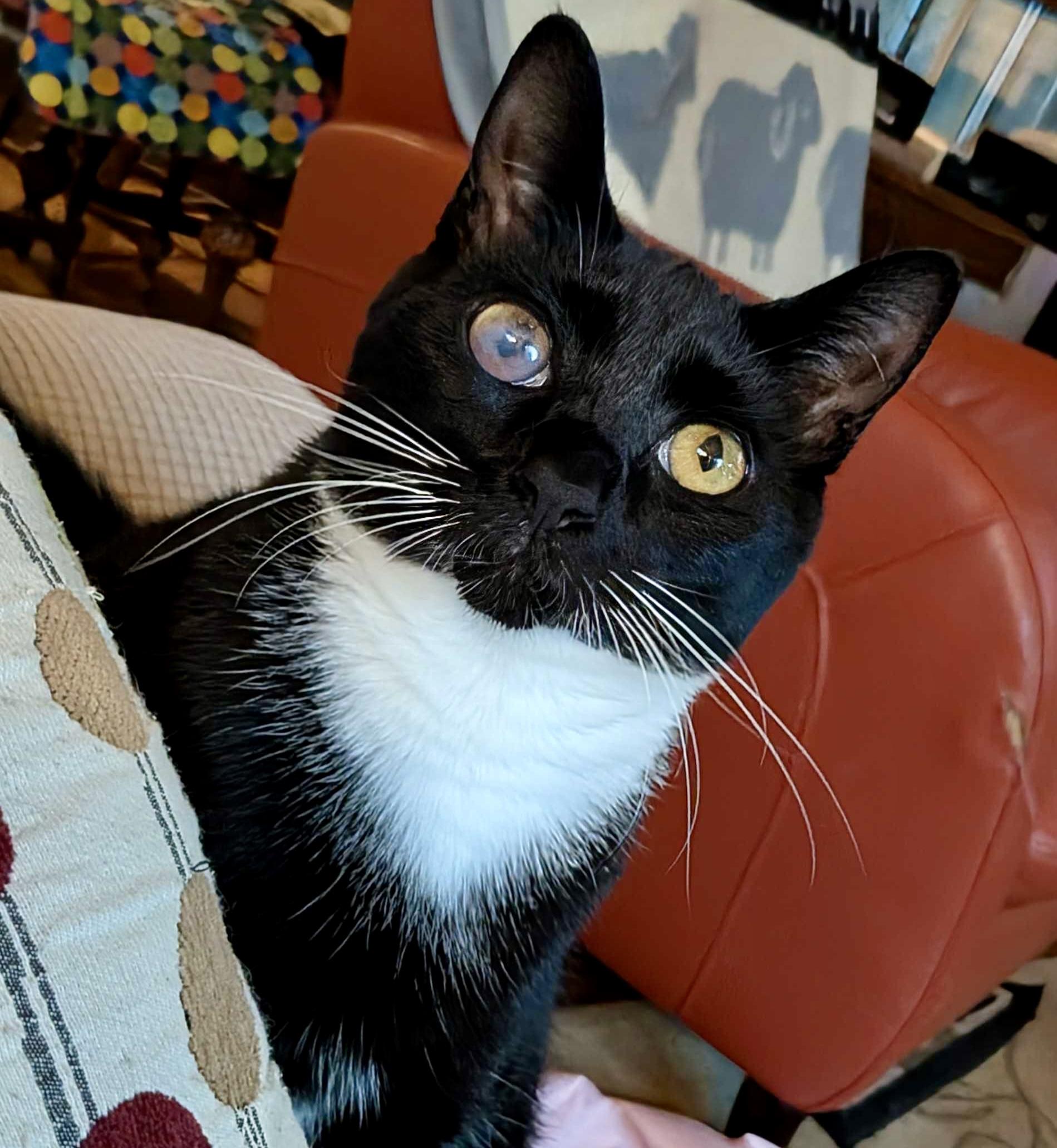 Gabby Thomas, a Adoptable Domestic Short Hair in Wilsonville, OR image 4/6