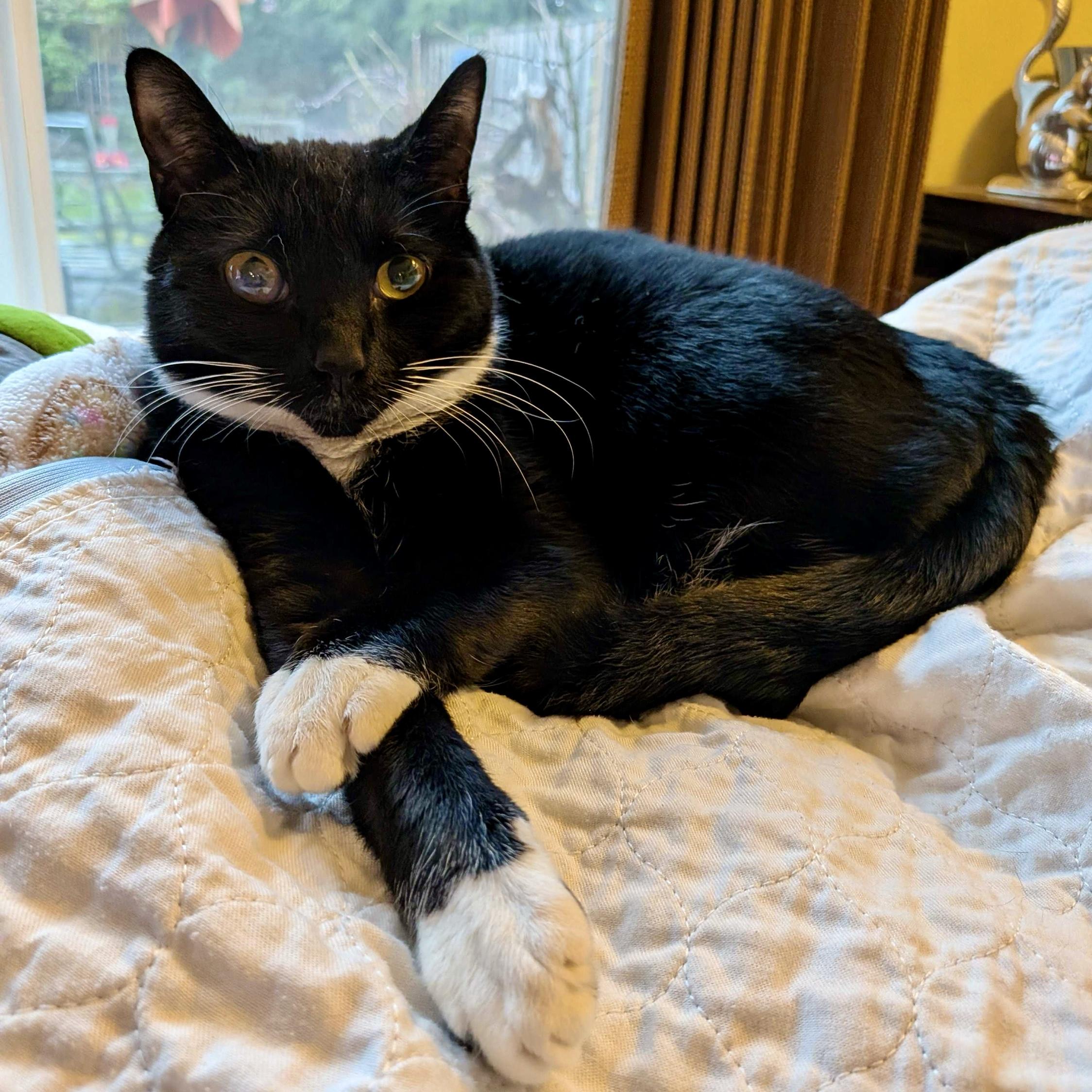 Gabby Thomas, a Adoptable Domestic Short Hair in Wilsonville, OR image 5/5