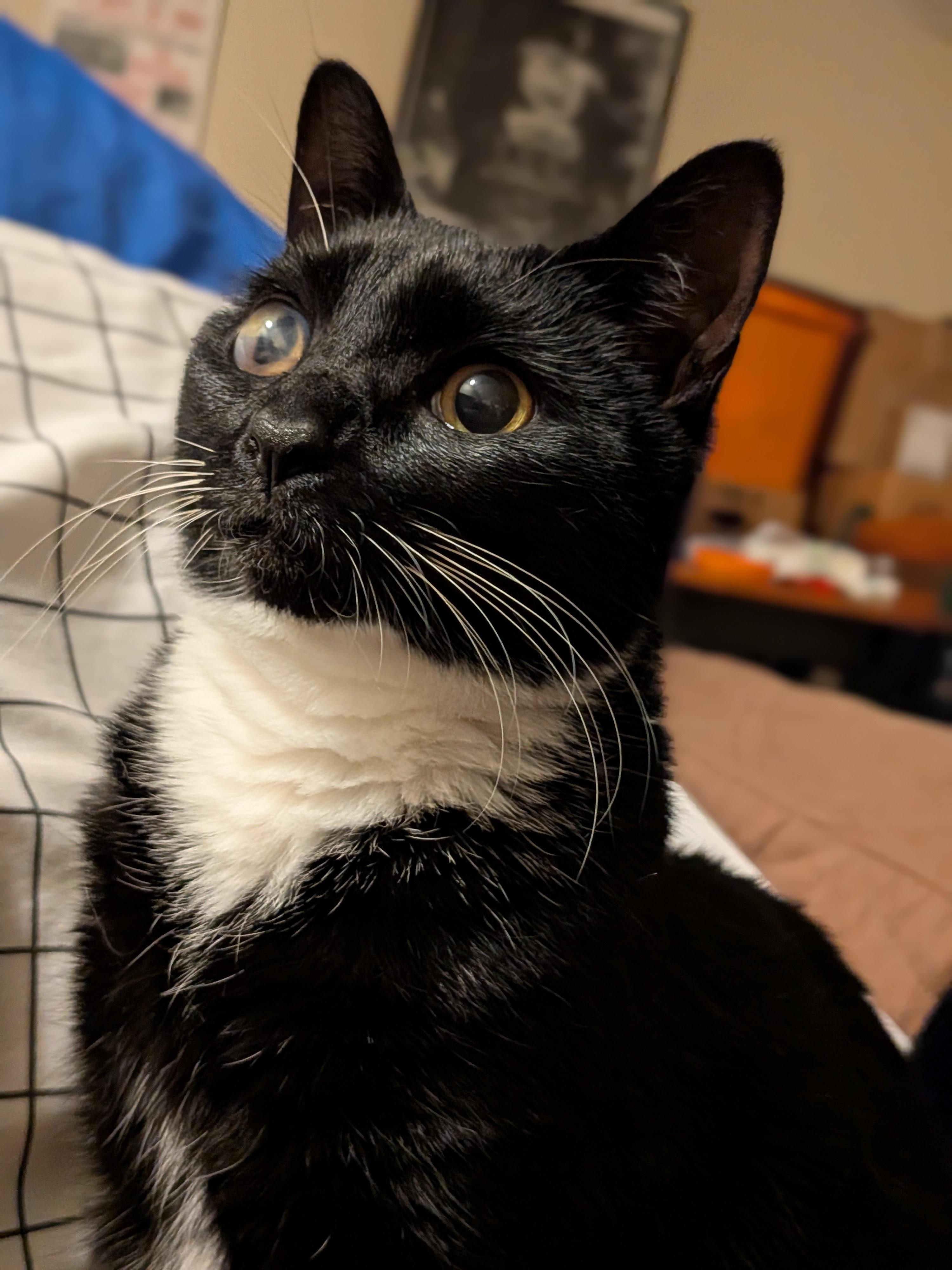 Gabby Thomas, a Adoptable Domestic Short Hair in Wilsonville, OR image 5/6