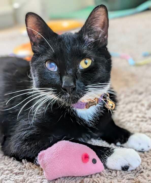 Gabby Thomas, a Adoptable Domestic Short Hair in Wilsonville, OR image 6/6
