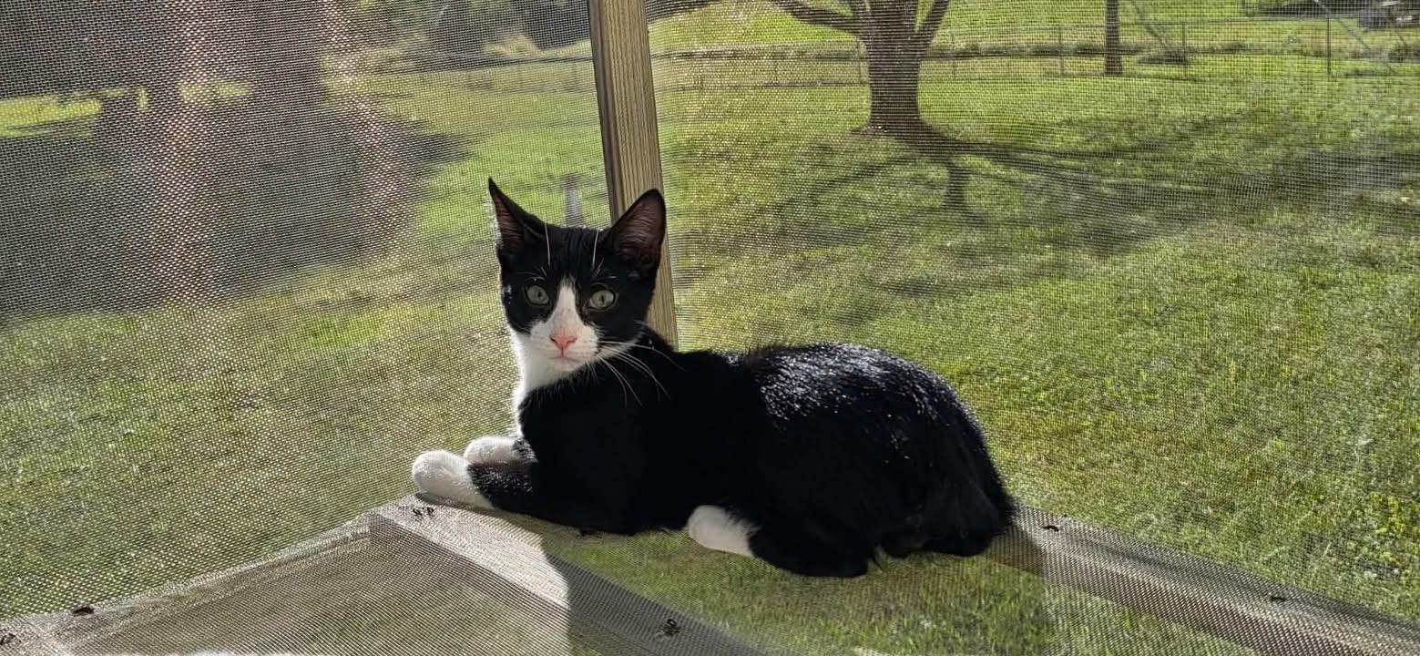 Enlarge Panda, a Adoptable American Bobtail in Richmond, KY image 1/3