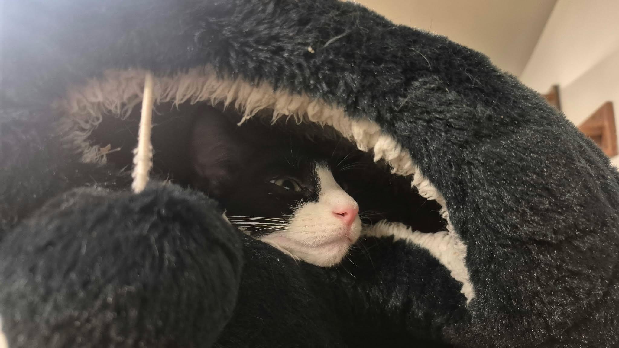 Enlarge Panda, a Adoptable American Bobtail in Richmond, KY image 3/3
