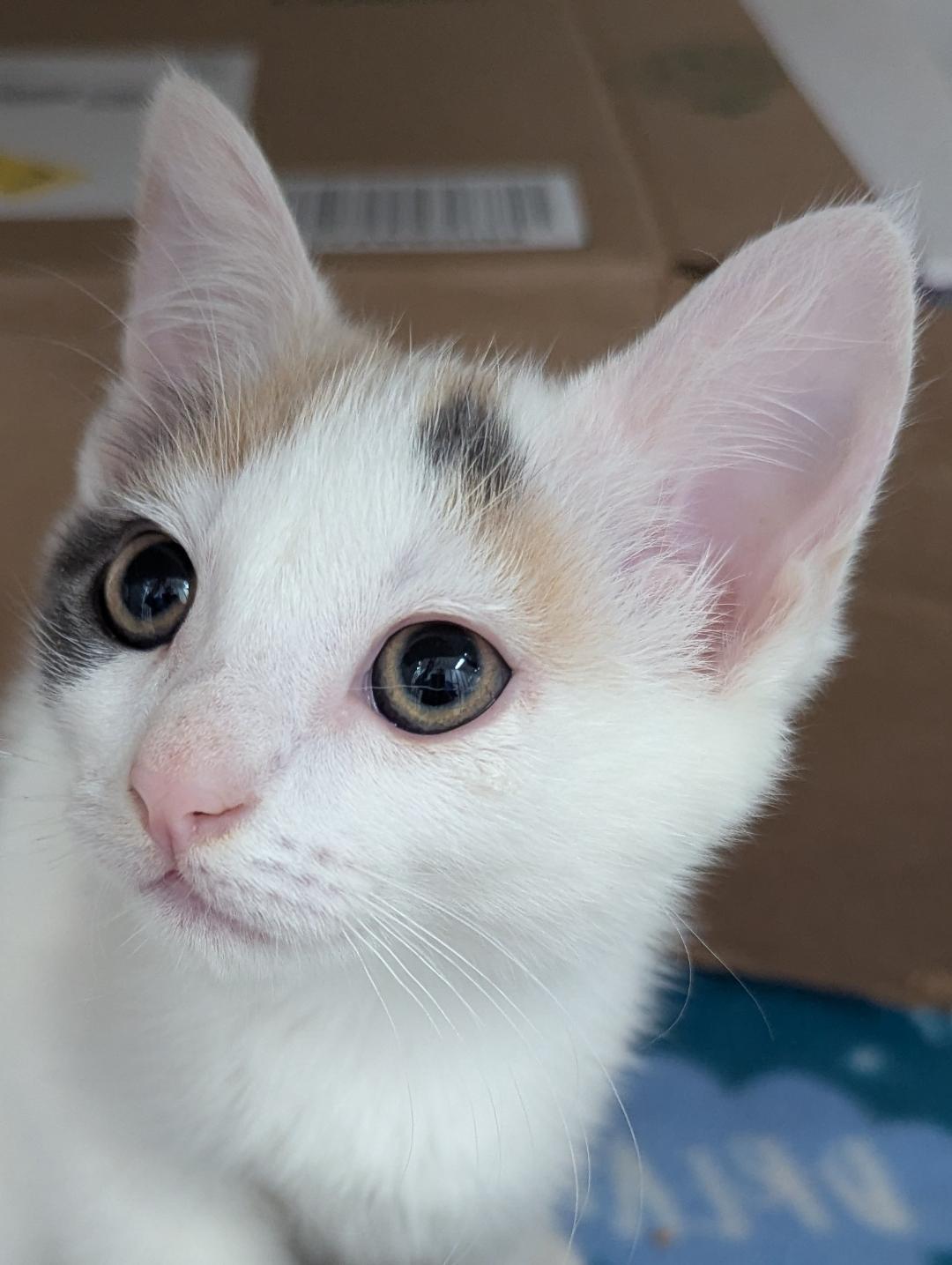 Diamond, Baby Female Calico