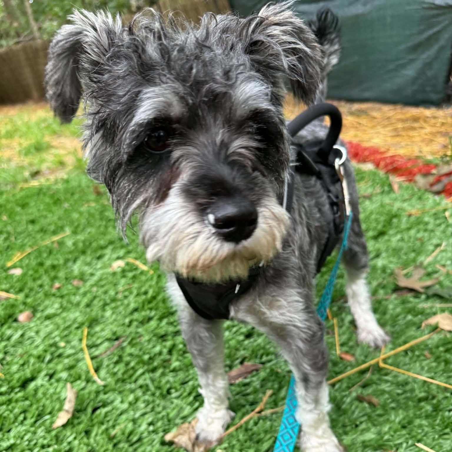 Enlarge Rocket, a ADOPTABLE Miniature Schnauzer in Homer Glen, IL image 4/6
