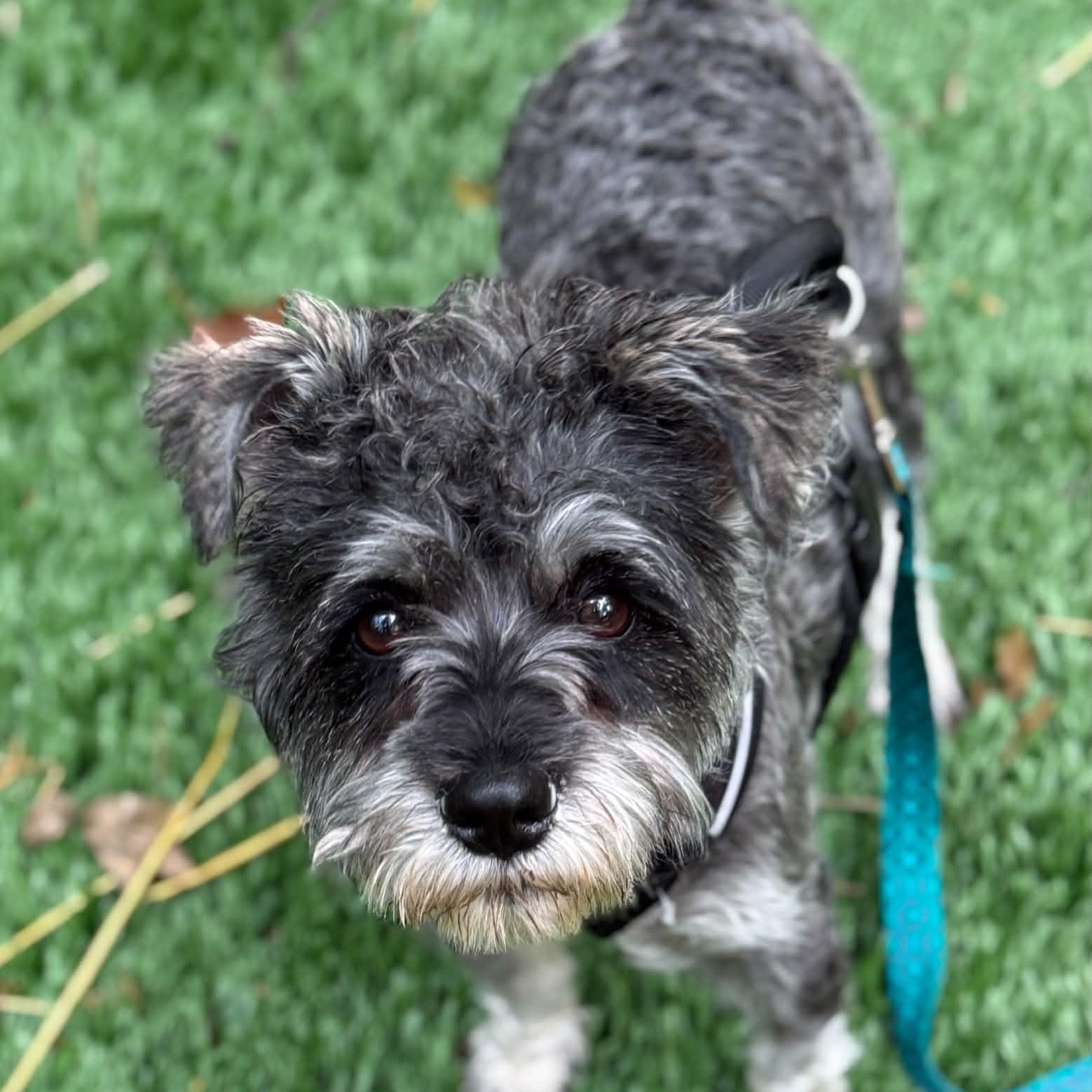 Rocket, ADOPTABLE, Young Male Miniature Schnauzer.