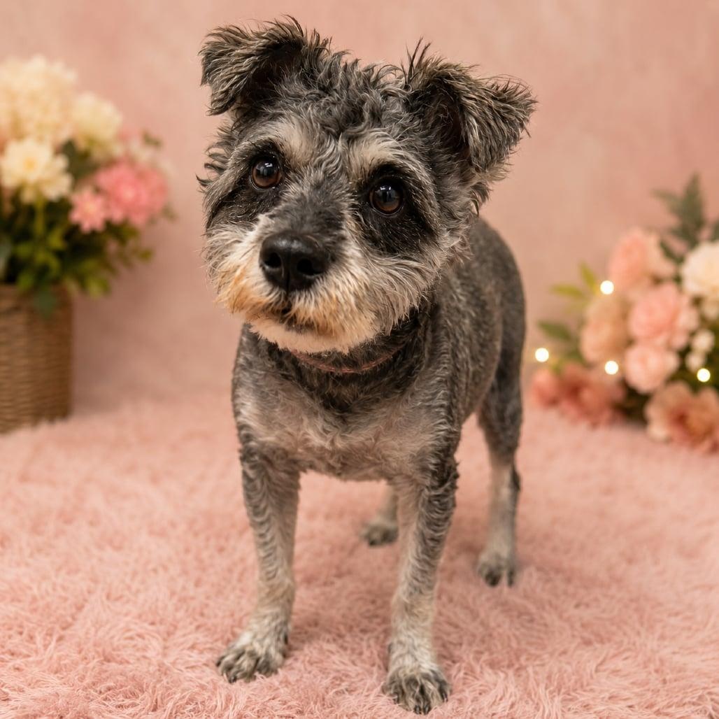 Enlarge Rocket, a ADOPTABLE Miniature Schnauzer in Homer Glen, IL image 2/6