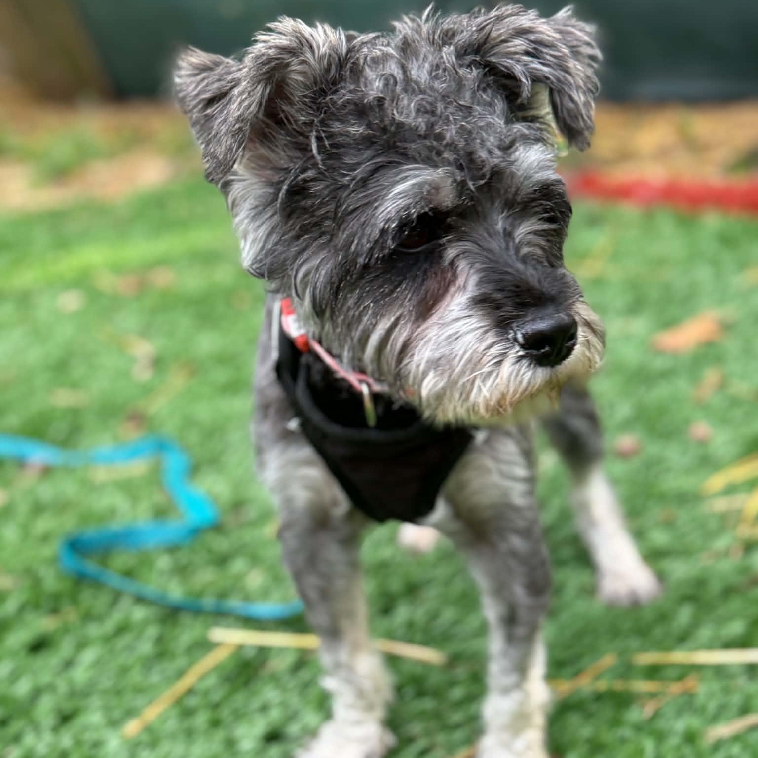 Enlarge Rocket, a ADOPTABLE Miniature Schnauzer in Homer Glen, IL image 6/6
