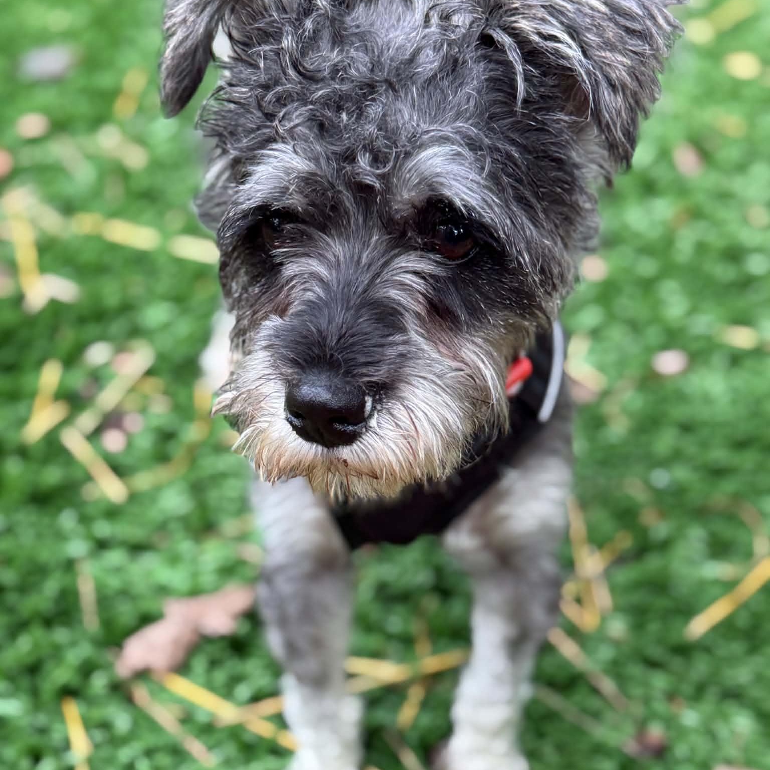 Enlarge Rocket, a ADOPTABLE Miniature Schnauzer in Homer Glen, IL image 3/6