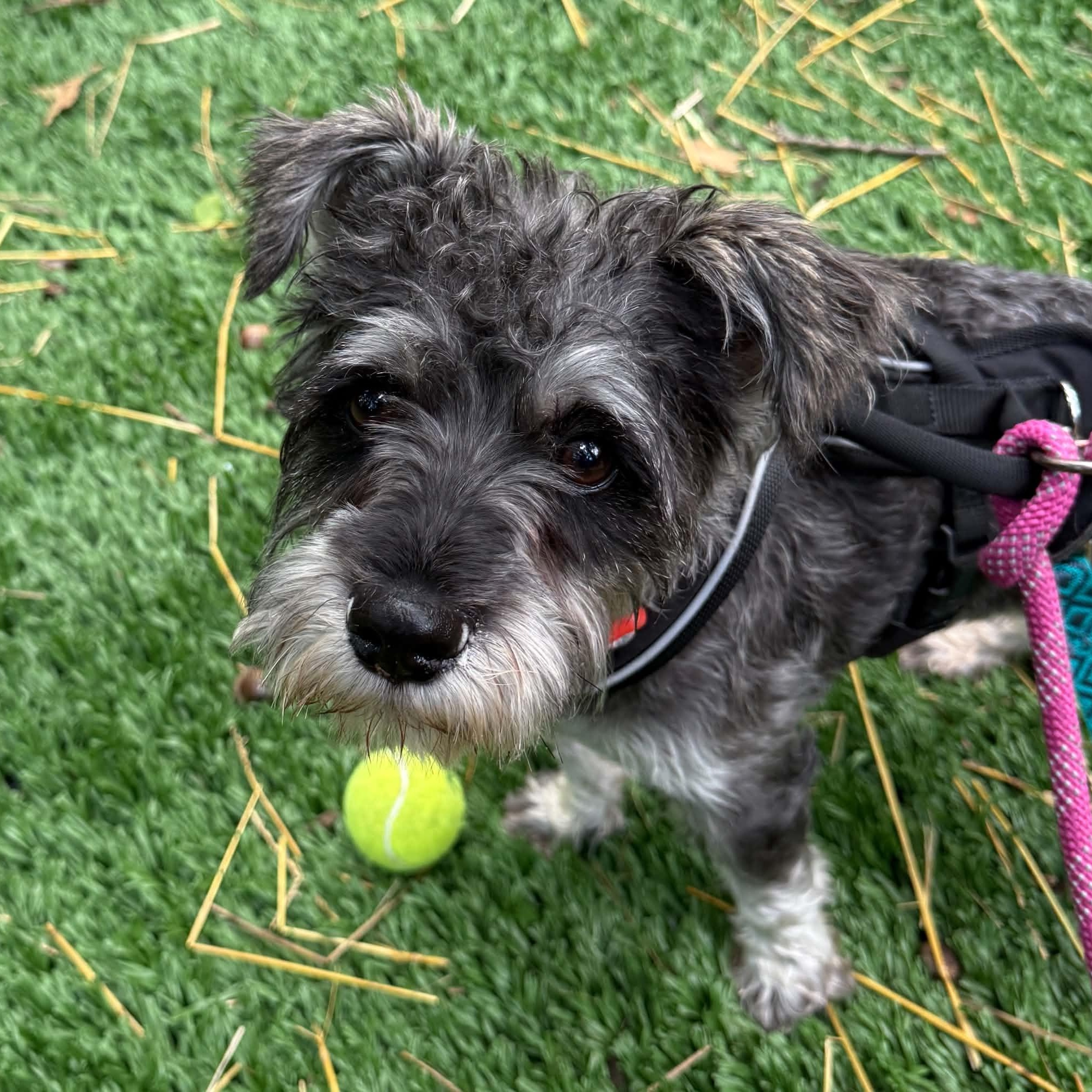 Enlarge Rocket, a ADOPTABLE Miniature Schnauzer in Homer Glen, IL image 5/6