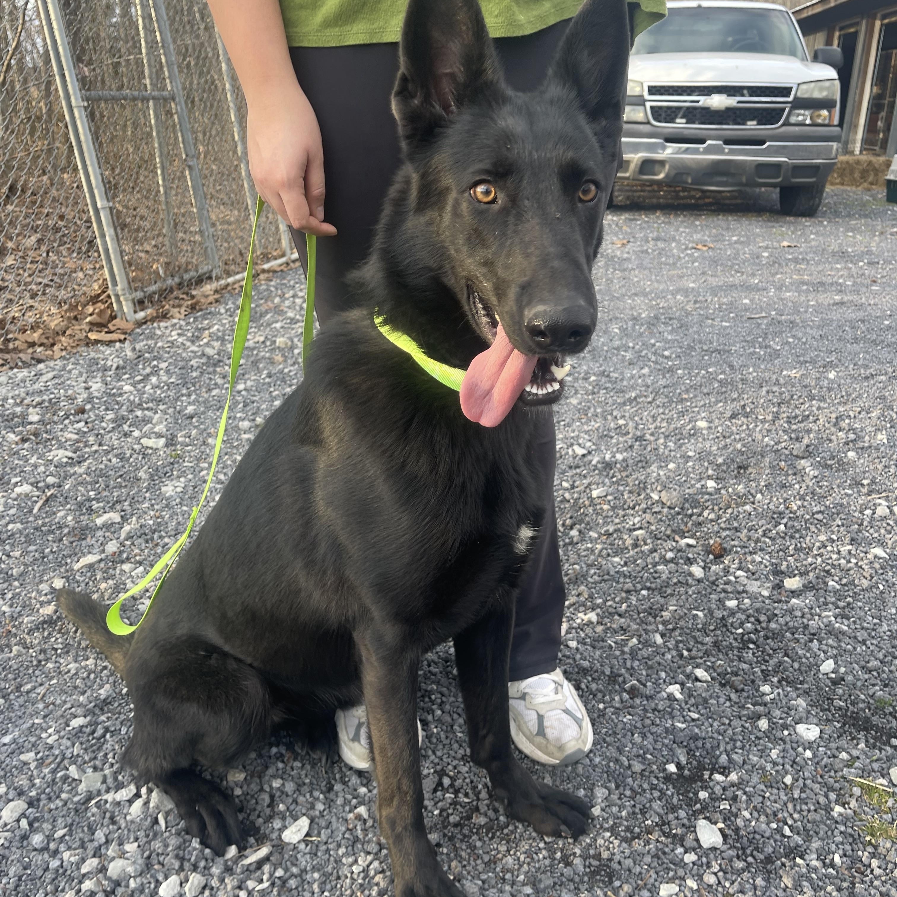 Ember, Adopted, Young Female German Shepherd Dog.