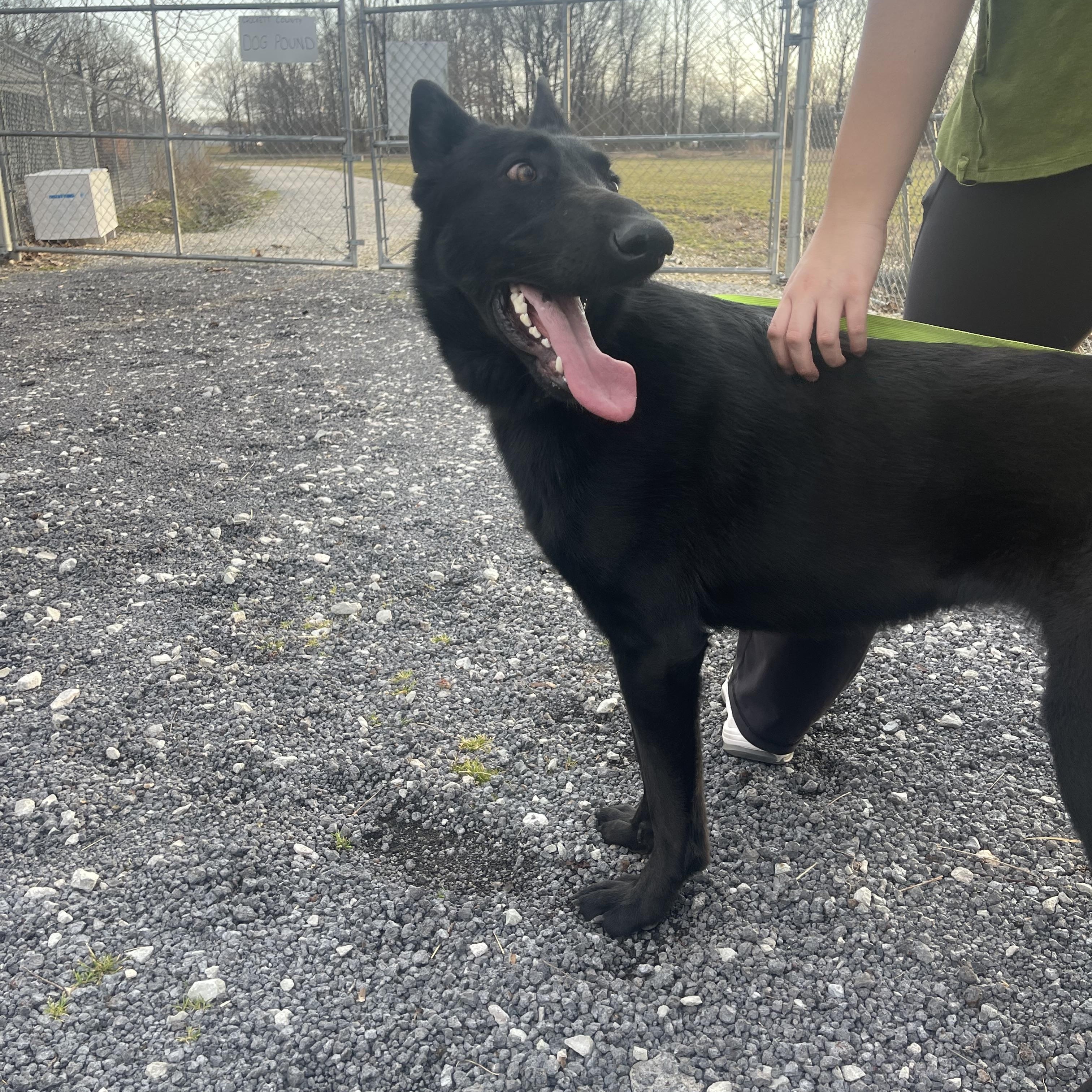 Enlarge Ember, a Adopted German Shepherd Dog in Alamo, TN image 4/4