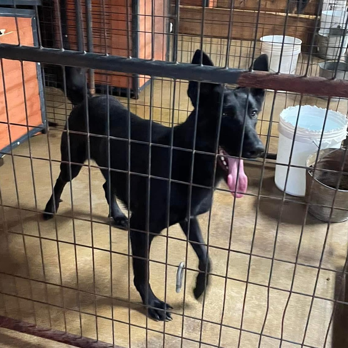 Enlarge Ember, a Adopted German Shepherd Dog in Alamo, TN image 3/4