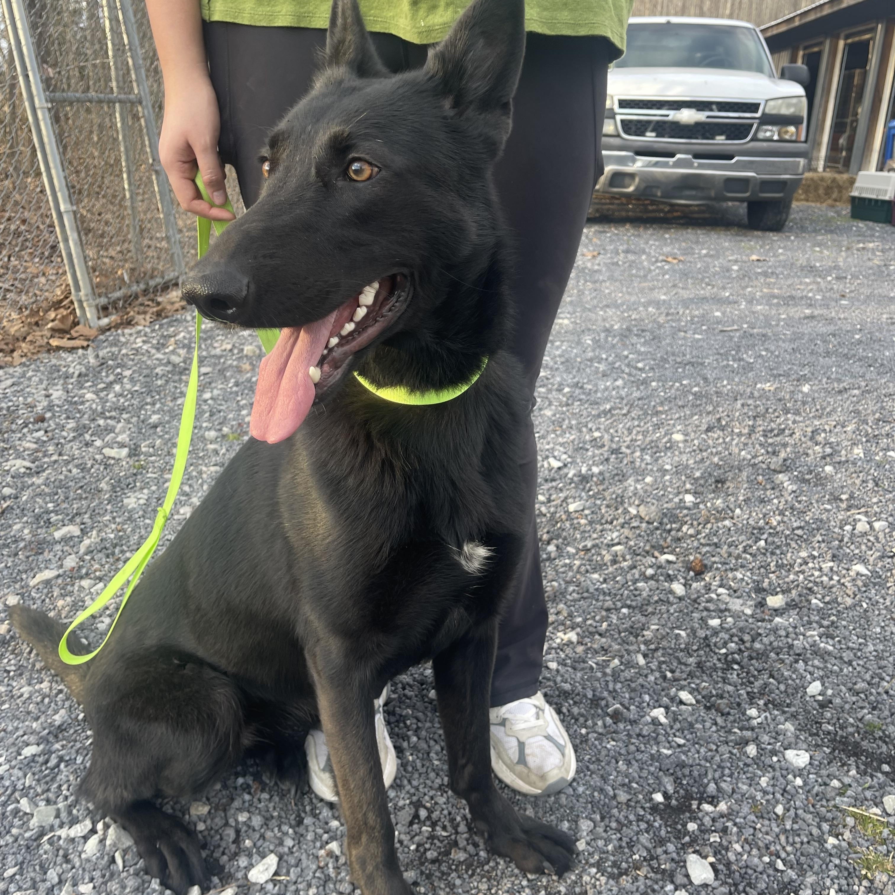 Enlarge Ember, a Adopted German Shepherd Dog in Alamo, TN image 2/4