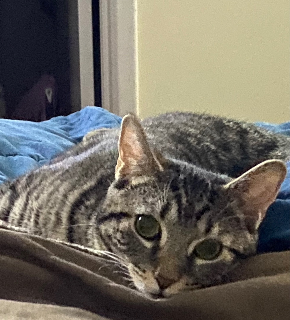 Hijinks (aka Jinx) - adoption pending, Adoptable, Young Female Tabby & Domestic Short Hair.