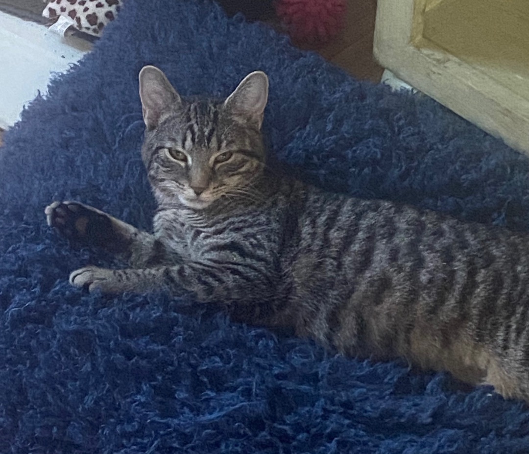 Enlarge Hijinks (aka Jinx) - adoption pending, a Adoptable mixed breed in Harrisburg, PA image 4/6