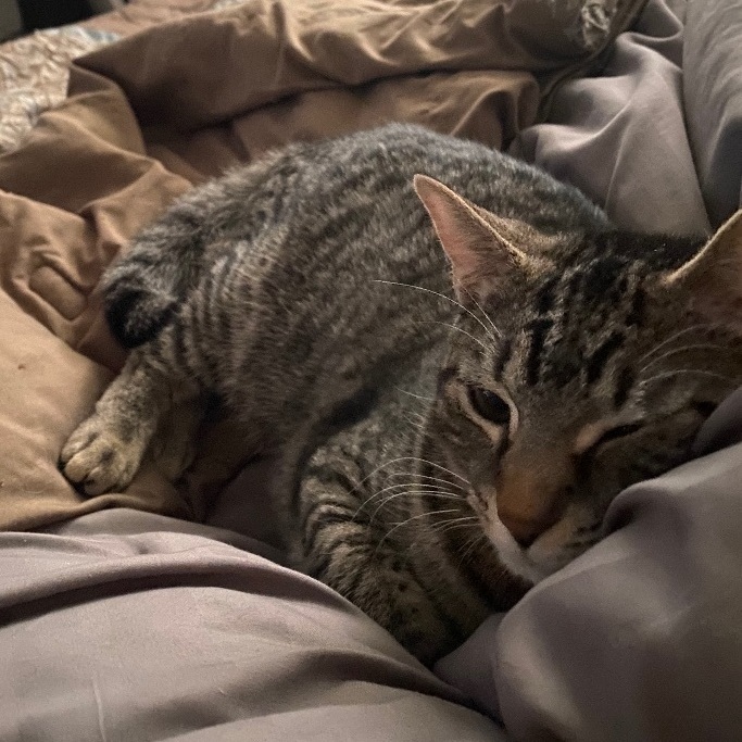 Enlarge Hijinks (aka Jinx) - adoption pending, a Adoptable mixed breed in Harrisburg, PA image 5/6